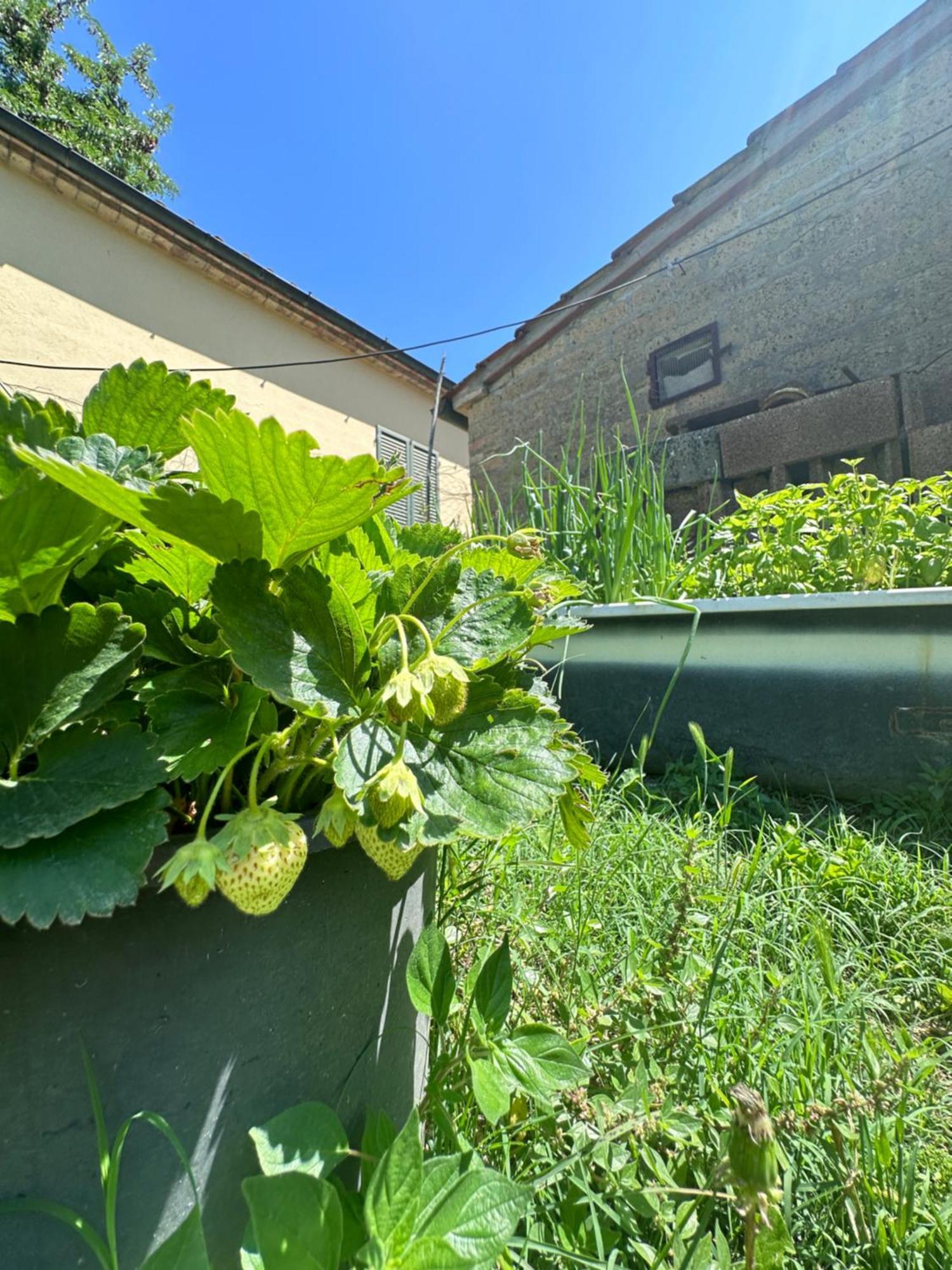 Agriturismo San Biagio Villa Montepulciano Stazione Kültér fotó